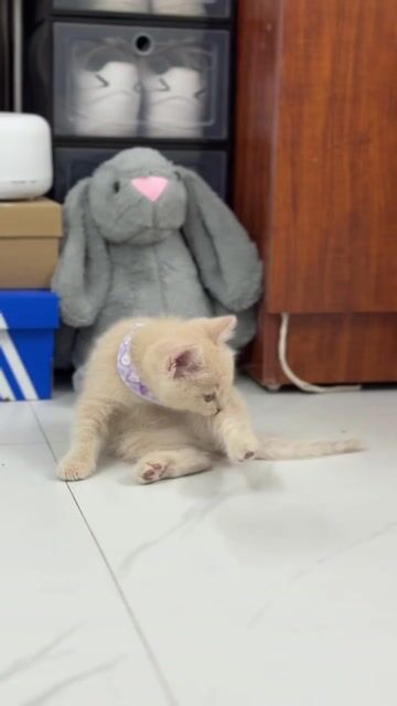 Mèo Anh lông ngắn màu Creem 2 tháng tuổi. Mua bán Mèo tại Quận Hoàng Mai Hà Nội được đăng bởi Mai hình 1