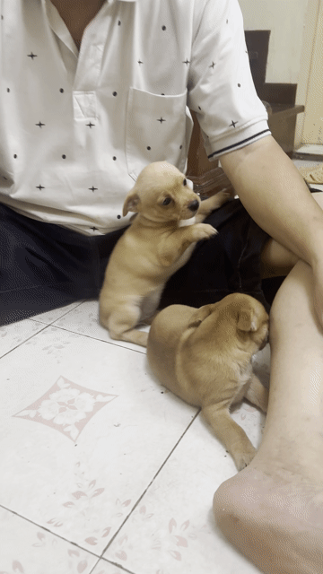 Chó phốc nhỏ Nâu vàng. Mua bán Chó tại Quận Hai Bà Trưng Hà Nội được đăng bởi Bình nguyễn hình 1
