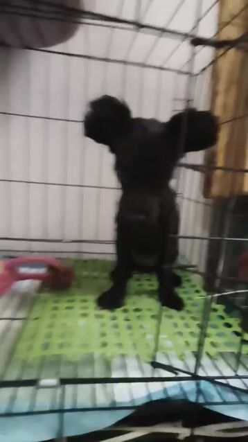 Chó Poodle cái tai gấu. Mua bán Chó tại Quận Gò Vấp Tp Hồ Chí Minh được đăng bởi Phúc hình 1