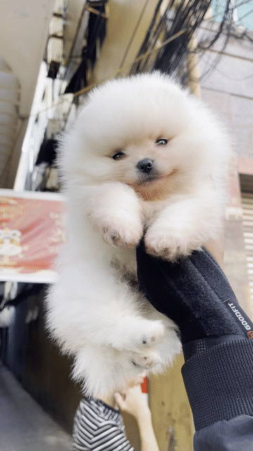 Chó Pom mini teacup nhỏ xinh full giấy. Mua bán Chó tại Thành phố Buôn Ma Thuột Đắk Lắk được đăng bởi Chaien Pet Shop hình 1