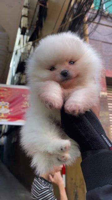 Chó Pom mini teacup nhỏ xinh full giấy. Mua bán Chó tại Thành phố Buôn Ma Thuột Đắk Lắk được đăng bởi Chaien Pet Shop hình 1