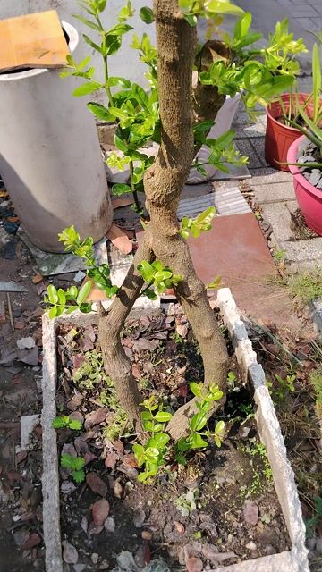 Cây siro kiểng dáng bon sai trồng 7năm. Mua bán Cây cảnh, đồ trang trí tại Huyện Đức Hòa Long An được đăng bởi Hưng Nguyễn hình 1