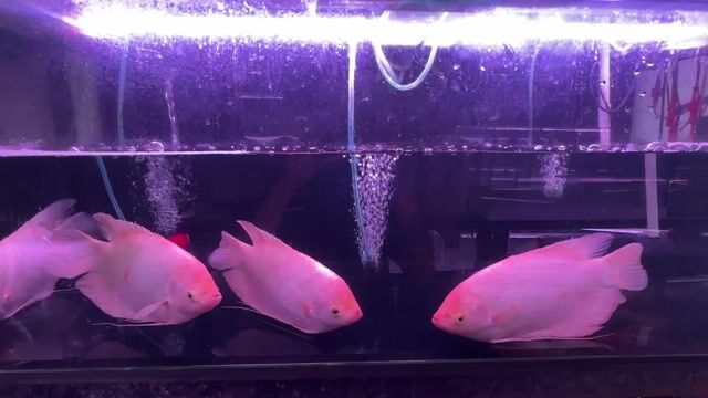 Cá phát tài Hồng Lớn. Mua bán Thú cưng khác tại Quận Tân Bình Tp Hồ Chí Minh được đăng bởi Ng Bảo Phúc hình 1