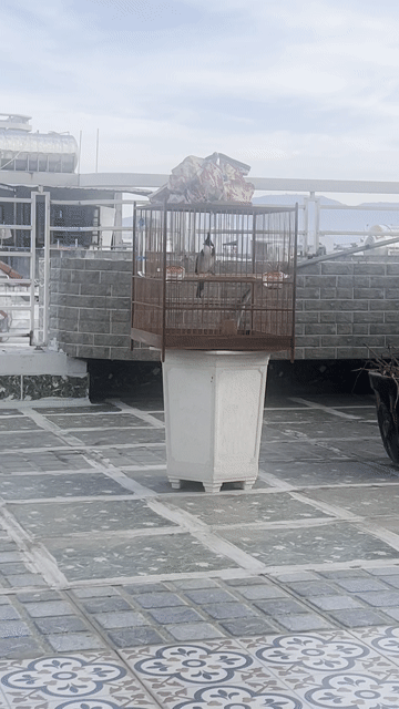 Chim chào mào bổi bộ khủng. Mua bán Chim tại Quận Ngũ Hành Sơn Đà Nẵng được đăng bởi Huỳnh đức thắng hình 1