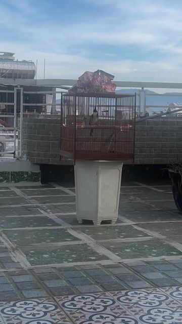 Chim chào mào bổi bộ khủng. Mua bán Chim tại Quận Ngũ Hành Sơn Đà Nẵng được đăng bởi Huỳnh đức thắng hình 1