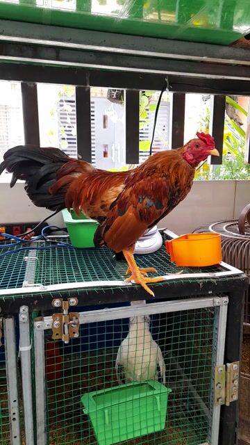 Gà Tre bắc trống 7,5 tháng. Mua bán Gà tại Thị xã Tân Uyên Bình Dương được đăng bởi trung hình 1