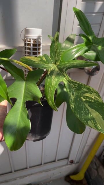 Chậu Én size để bàn. Mua bán Cây cảnh, đồ trang trí tại Thành phố Thủ Đức Tp Hồ Chí Minh được đăng bởi Văn Việt Hải hình 1