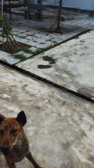 Vện cái lưỡi đen. Mua bán Chó tại Huyện Phú Hòa Phú Yên được đăng bởi Hiếu hình 1