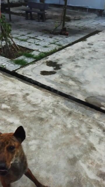 Vện cái lưỡi đen. Mua bán Chó tại Huyện Phú Hòa Phú Yên được đăng bởi Hiếu hình 1