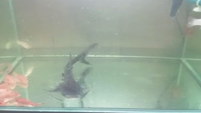 Cá cảnh Thành Cát Tư Hãn 30cm Đen. Mua bán Thú cưng khác tại Thành phố Thủ Đức Tp Hồ Chí Minh được đăng bởi Võ Tuấn Kiệt hình 1