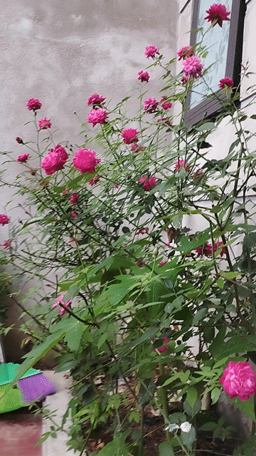 Cho thuê Nhà ở Thành phố Huế Thừa Thiên Huế diện tích 105 m² giá 6 triệu/tháng