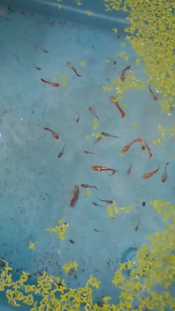 Thanh lý đàn cá Guppy Koi đen hơn 50 con. Mua bán Thú cưng khác tại Quận Tân Phú Tp Hồ Chí Minh được đăng bởi Trang hình 1