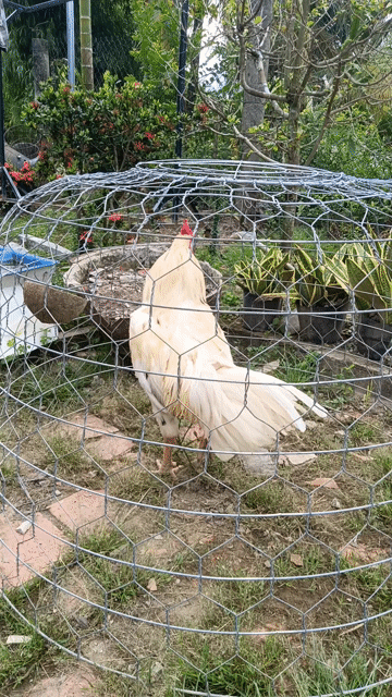 Gà trống Đực 3.2kg. Mua bán Gà tại Huyện Giồng Riềng Kiên Giang được đăng bởi gà đá KG hình 1