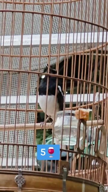 Chim Chòe than 2 mùa Mù 1 mắt. Mua bán Chim tại Quận Gò Vấp Tp Hồ Chí Minh được đăng bởi Tưởng Họa Mi  hình 1