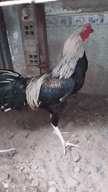 Gà nòi cảnh Đen vàng đỏ. Mua bán Gà tại Quận 12 Tp Hồ Chí Minh được đăng bởi Phạm Hưng hình 1