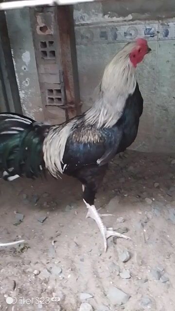 Gà nòi cảnh Đen vàng đỏ. Mua bán Gà tại Quận 12 Tp Hồ Chí Minh được đăng bởi Phạm Hưng hình 1