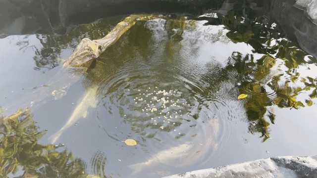 Cá Koi 50-60cm 150k/kg. Mua bán Thú cưng khác tại Thành phố Long Khánh Đồng Nai được đăng bởi Nguyễn Sơn Hải hình 1