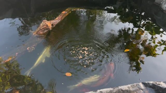 Cá Koi 50-60cm 150k/kg. Mua bán Thú cưng khác tại Thành phố Long Khánh Đồng Nai được đăng bởi Nguyễn Sơn Hải hình 1