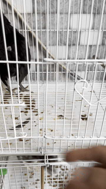 Gà tre bắc. Mua bán Gà tại Quận 4 Tp Hồ Chí Minh được đăng bởi Chú Dũng hình 1