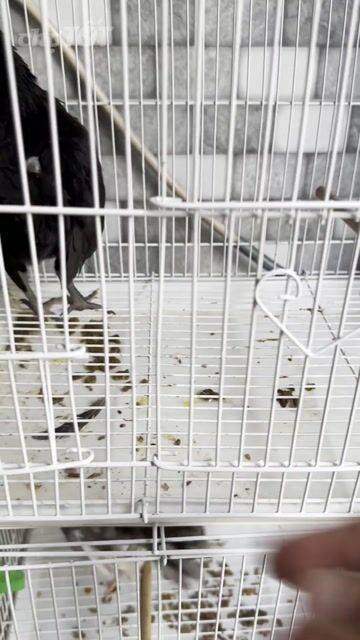 Gà tre bắc. Mua bán Gà tại Quận 4 Tp Hồ Chí Minh được đăng bởi Chú Dũng hình 1