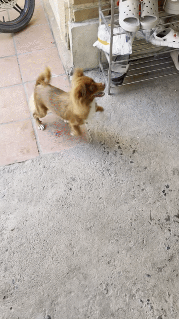 chó nâu Poodle. Mua bán Chó tại Huyện Quế Võ Bắc Ninh được đăng bởi Phạm Văn Tỉnh hình 1