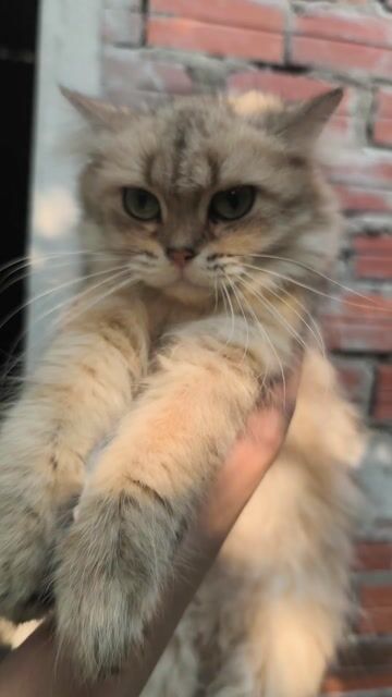 Mèo Golden cái 15 tháng. Mua bán Mèo tại Huyện Bình Chánh Tp Hồ Chí Minh được đăng bởi Nguyên hình 1