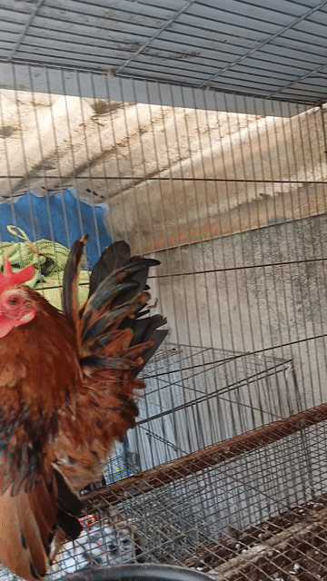 Gà Serama Vàng khét trống 5 tháng khỏe mạnh. Mua bán Gà tại Quận 12 Tp Hồ Chí Minh được đăng bởi Nguyễn Tiến hình 1