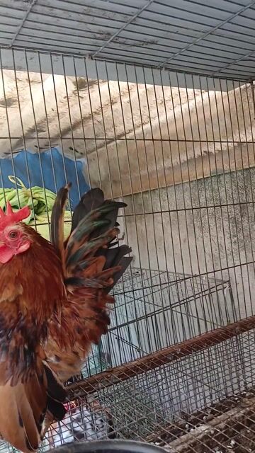 Gà Serama Vàng khét trống 5 tháng khỏe mạnh. Mua bán Gà tại Quận 12 Tp Hồ Chí Minh được đăng bởi Nguyễn Tiến hình 1
