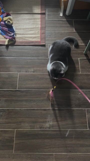 Mèo Anh lông ngắn 18 tháng đã tiêm. Mua bán Mèo tại Quận Gò Vấp Tp Hồ Chí Minh được đăng bởi ngô nhật huy hình 1