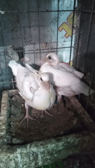 Chim Bồ câu Thái Trắng 1 cặp. Mua bán Chim tại Quận 6 Tp Hồ Chí Minh được đăng bởi Quân hình 1
