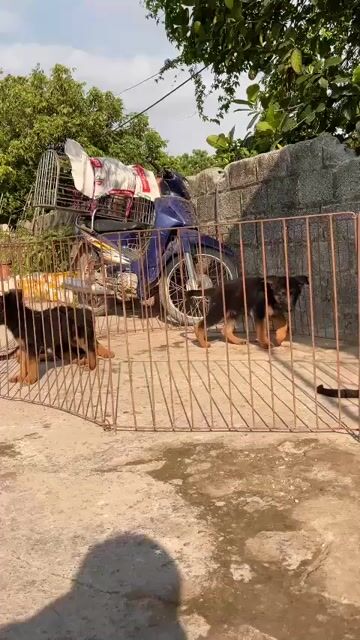 Chó Becgie Đen vàng 6-7kg. Mua bán Chó tại Huyện Bình Chánh Tp Hồ Chí Minh được đăng bởi Trường Bùi nguyên hình 1