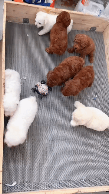 Chó Poodle xiu iu. Mua bán Chó tại Quận Bình Tân Tp Hồ Chí Minh được đăng bởi huỳnh thật  hình 1