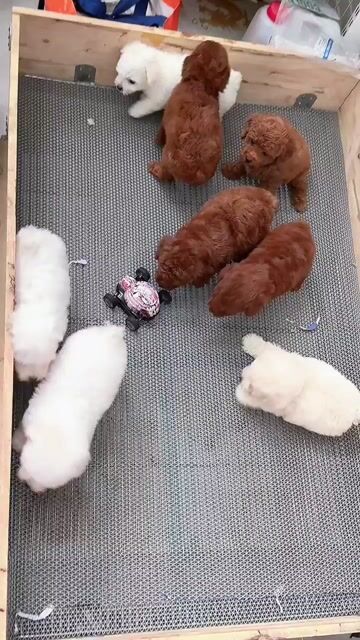 Chó Poodle xiu iu. Mua bán Chó tại Quận Bình Tân Tp Hồ Chí Minh được đăng bởi huỳnh thật  hình 1