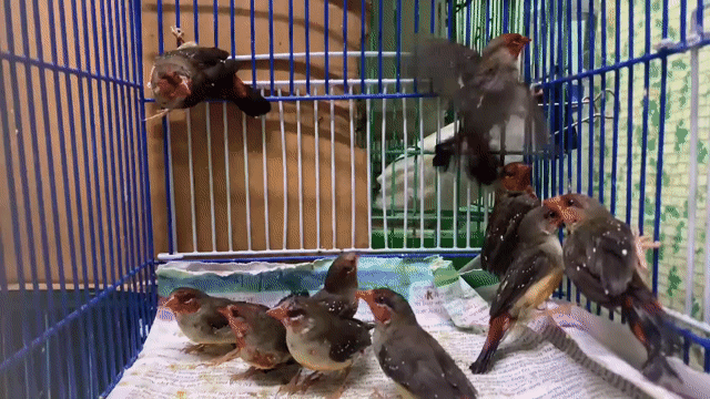 Chim Mai Hoa Đỏ. Mua bán Chim tại Quận Phú Nhuận Tp Hồ Chí Minh được đăng bởi Nguyễn Hoàng Huy hình 1