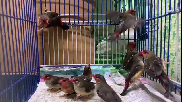 Chim Mai Hoa Đỏ. Mua bán Chim tại Quận Phú Nhuận Tp Hồ Chí Minh được đăng bởi Nguyễn Hoàng Huy hình 1