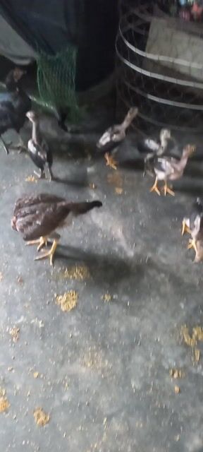 Ổ gà 2 tháng rưỡi. Mua bán Gà tại Quận Kiến An Hải Phòng được đăng bởi Xuân Trường hình 1