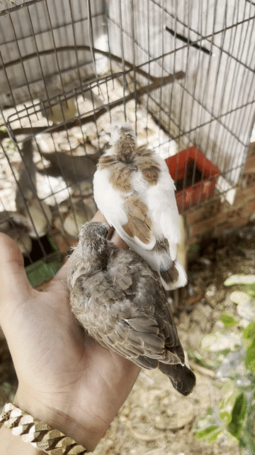Chim cu gáy Thái Lan Bông đỏ non. Mua bán Chim tại Huyện Lai Vung Đồng Tháp được đăng bởi Nguyễn Văn Vàng hình 1
