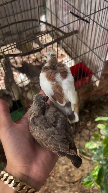 Chim cu gáy Thái Lan Bông đỏ non. Mua bán Chim tại Huyện Lai Vung Đồng Tháp được đăng bởi Nguyễn Văn Vàng hình 1