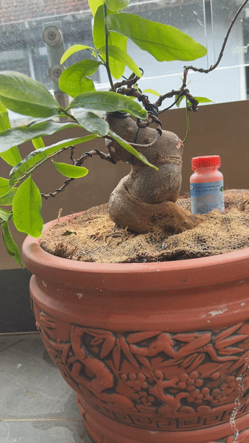 Mai vàng Huế. Mua bán Cây cảnh, đồ trang trí tại Thành phố Huế Thừa Thiên Huế được đăng bởi Hoàng Lễ hình 1