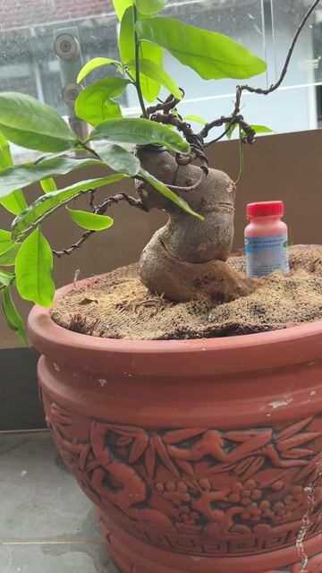 Mai vàng Huế. Mua bán Cây cảnh, đồ trang trí tại Thành phố Huế Thừa Thiên Huế được đăng bởi Hoàng Lễ hình 1