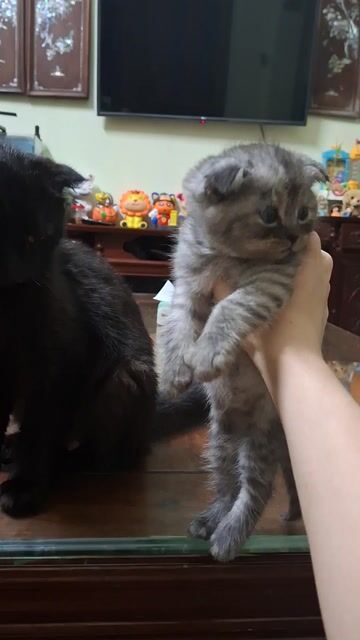 Mèo ALN Xám 1.5 tháng tuổi. Mua bán Mèo tại Quận Ba Đình Hà Nội được đăng bởi Nhã Mạn hình 1