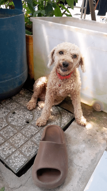 Chó Poodle Nâu. Mua bán Chó tại Huyện Trảng Bom Đồng Nai được đăng bởi Cảnh Hồ hình 1