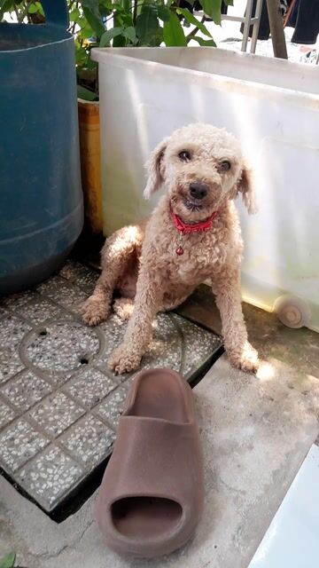 Chó Poodle Nâu. Mua bán Chó tại Huyện Trảng Bom Đồng Nai được đăng bởi Cảnh Hồ hình 1