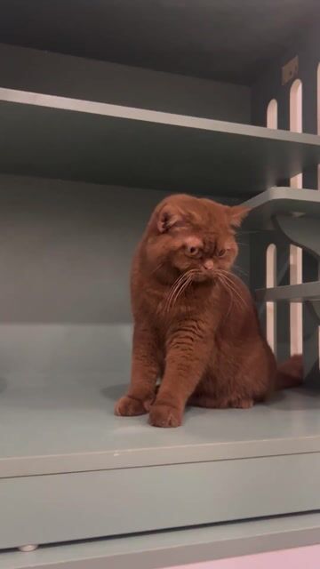 🌟Aln Cinnamon Đực Ticked 6 Tháng Béo Ú Mập Yêu. Mua bán Mèo tại Quận Hai Bà Trưng Hà Nội được đăng bởi Family Pet Shop hình 1