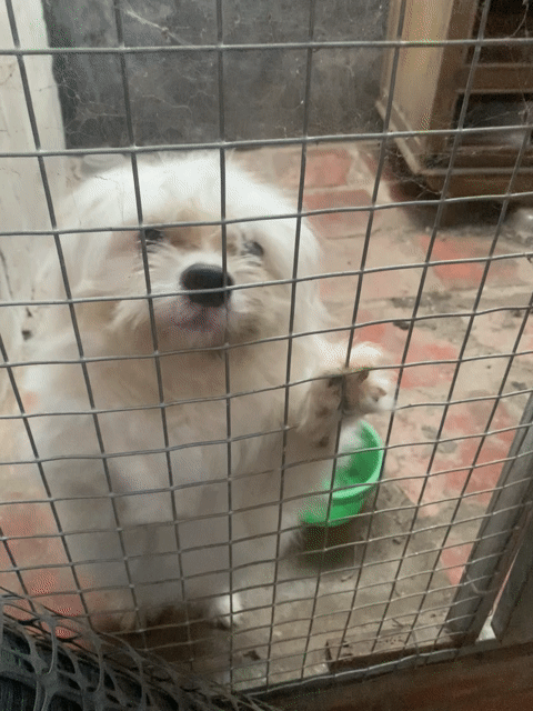 chó con. Mua bán Chó tại Huyện Gò Dầu Tây Ninh được đăng bởi Toan nguyen hình 1