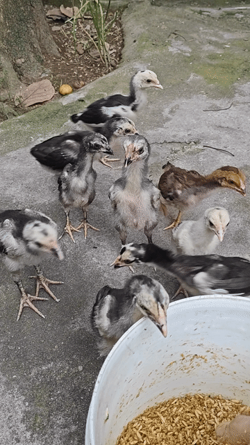 Gà giống tốt con màu Đen trắng. Mua bán Gà tại Huyện Đan Phượng Hà Nội được đăng bởi Nam Duyên hình 1
