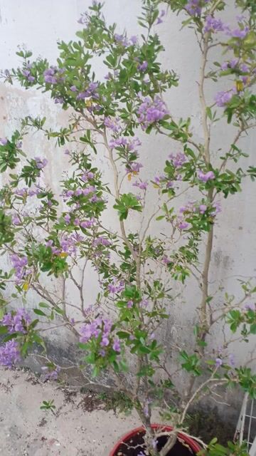 Cây cảnh Linh sam  siêu bông hoa quanh năm . Mua bán Cây cảnh, đồ trang trí tại Quận Gò Vấp Tp Hồ Chí Minh được đăng bởi AbC hình 1