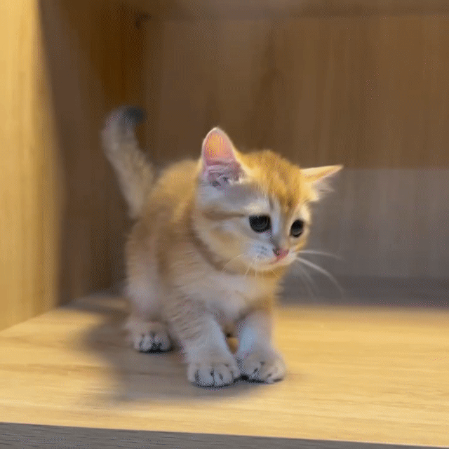 Bé ALN golden ny11. Mua bán Mèo tại Quận 12 Tp Hồ Chí Minh được đăng bởi Kids Pet hình 1