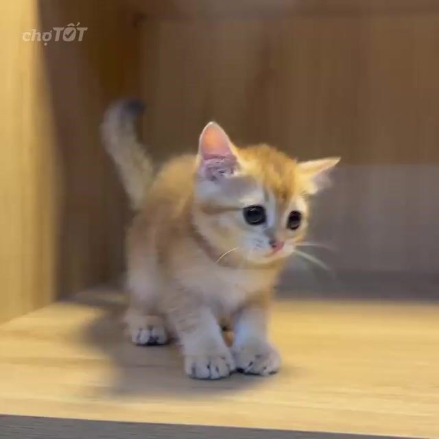Bé ALN golden ny11. Mua bán Mèo tại Quận 12 Tp Hồ Chí Minh được đăng bởi Kids Pet hình 1