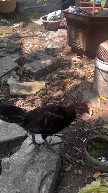 Cặp tre rung con f. Mua bán Gà tại Quận Ninh Kiều Cần Thơ được đăng bởi lu huu tan hình 1